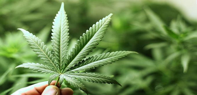 La légalisation du cannabis au menu du Conseil du gouvernement de jeudi